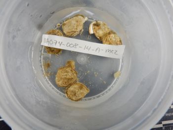 Media type: image;   Invertebrate Zoology 139609